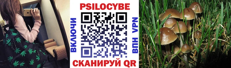 Псилоцибиновые грибы Cubensis Талица